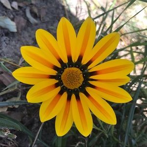 Meet your Posher, Patty